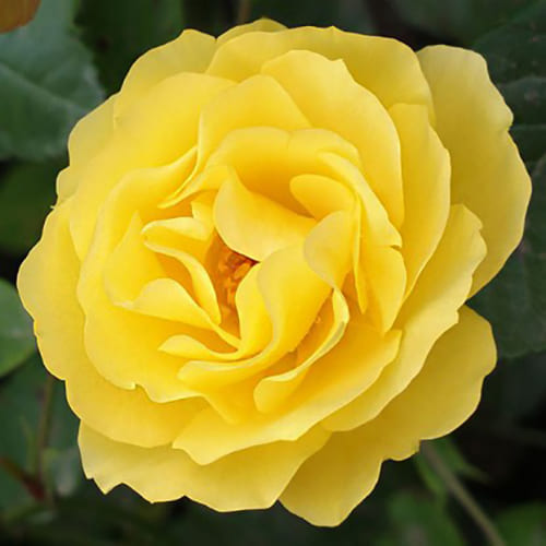 Флорибунда