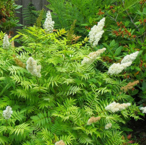 Рябинник рябинолистный видовой Sorbaria sorbifolia : C2/3
