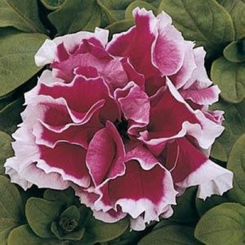 Петуния крупноцветковая махровая (Petunia grandiflora) Pirouette F1 (Rose