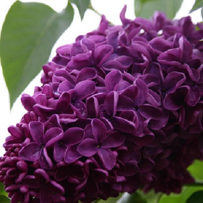 маршал жуков