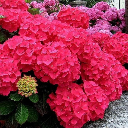 e98c5adee37b4bec70b2e672cf888ace