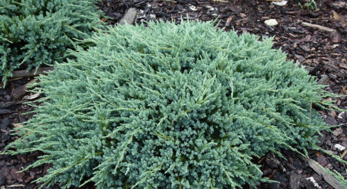 можжевельник_блю_карпет