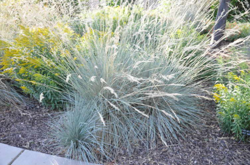 Ovsets-vechnozelenyy-Helictotrichon-sempervirens-foto