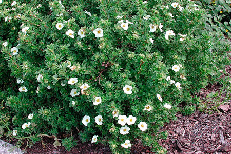 Лапчатка Тилфолд креам