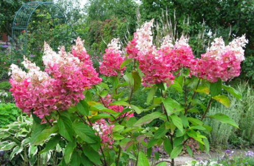 gortenziya-pinky-winky