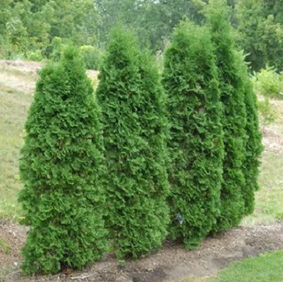 пирамидалис компакта