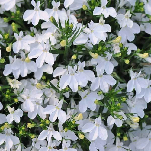 лобелия ревьера вайт