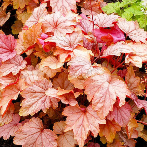 гейхера хоней роза