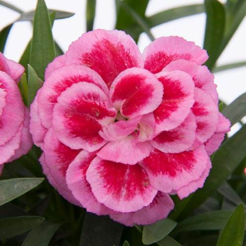 гвоздика Oscar Violet and Pink