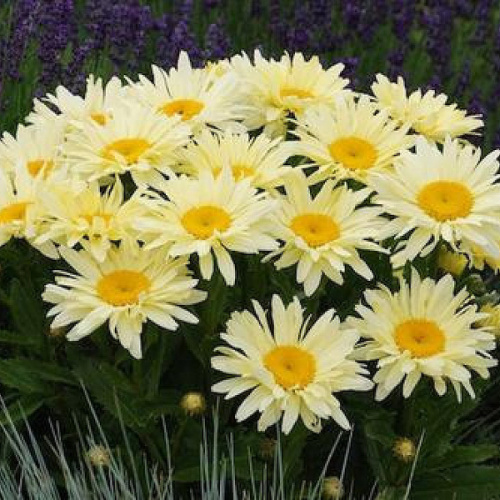 Nivjanik_Banana_Cream.1-1000x1000