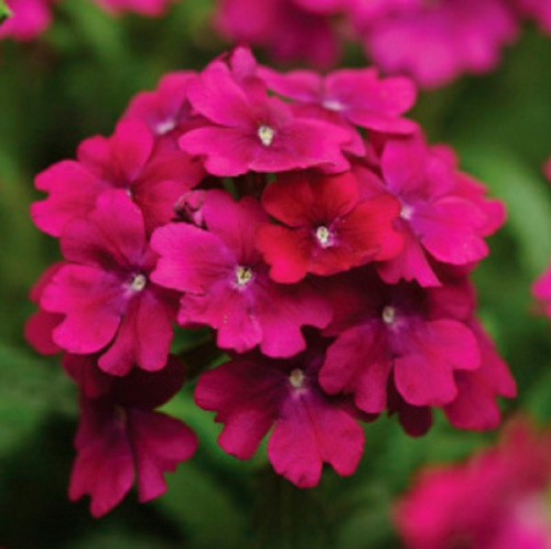 _verbena_quartz_purple_xp_