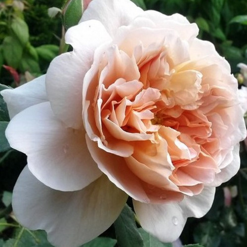 Роза английская Tea Clipper "Ти Клиппер" : C5