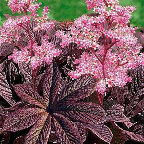 Роджерсия Rodgersia pinnata Chocolate Wings