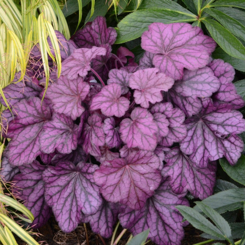 geyhera-gibridnaya-frosted-vayolet-heuchera-hybrid-frosted-violet-s2-3
