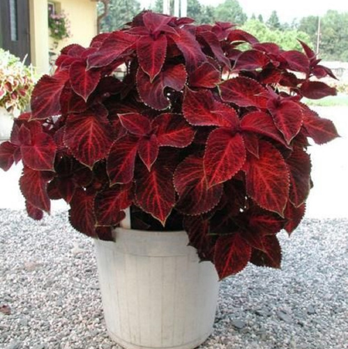 колеус визард вельвет ред