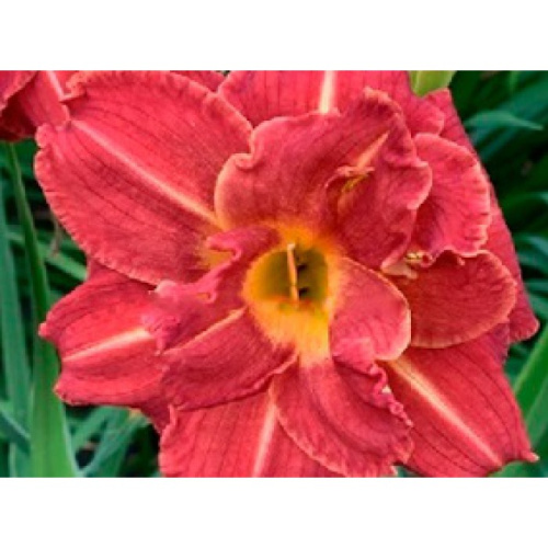Hemerocallis Booby™ Ruby-700x700