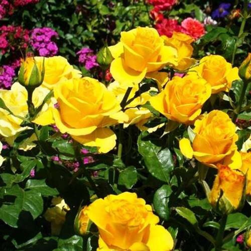 Роза чайно-гибридная Kerio "Керио" : С5/7,5