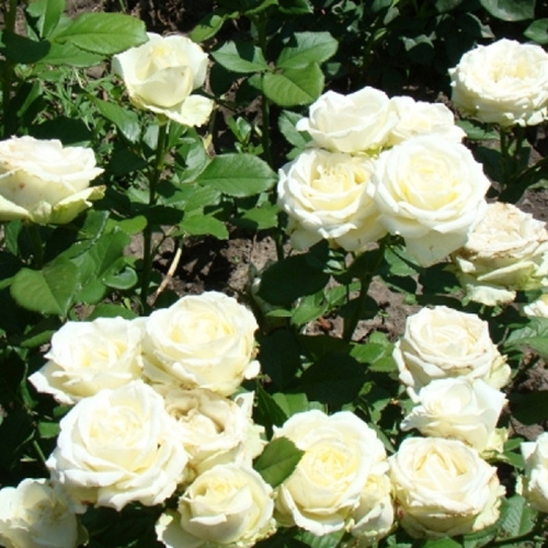 роза аваландж