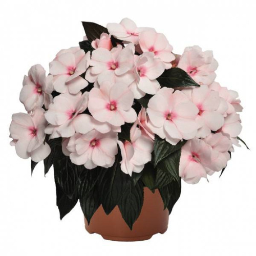 new guinea impatiens magnum white blush