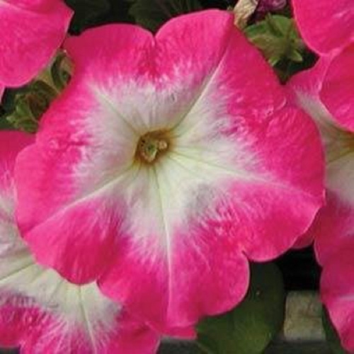 петуния мираж rose morn