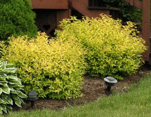 spireya-goldmound2