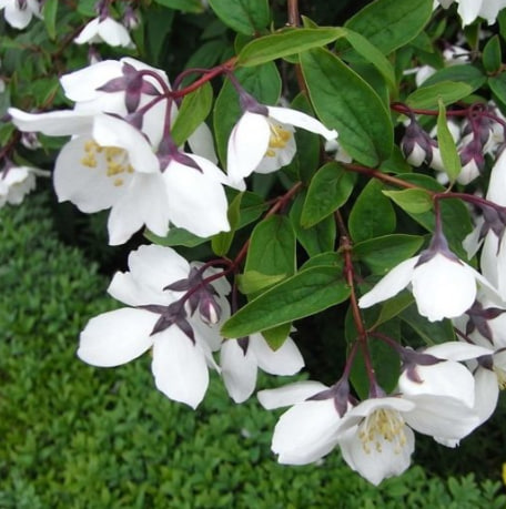 чубушник  старбрайт