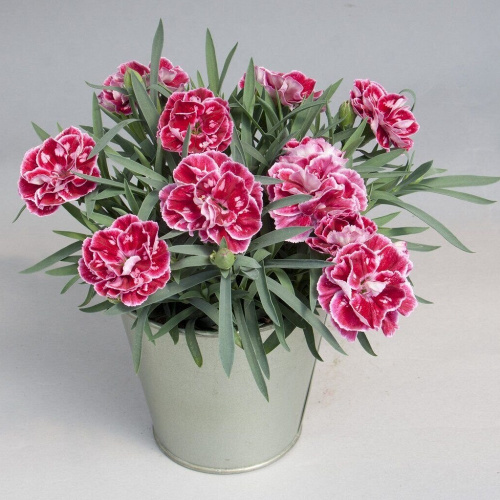 гвоздика супер трупер дивали