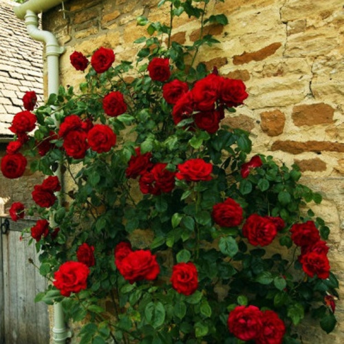 роза черный букет