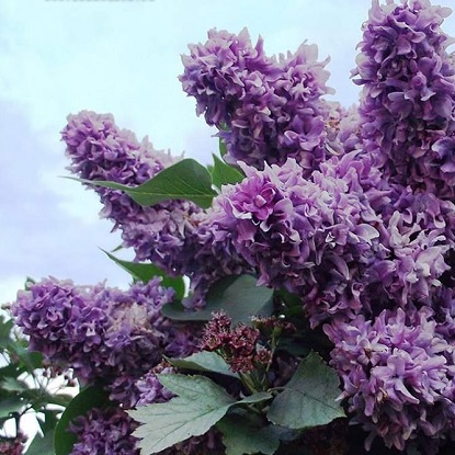 василий теркин