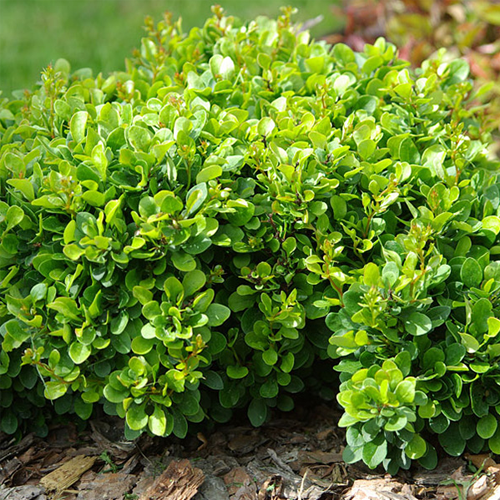 Борборис-Тунберга-Кобольд-42