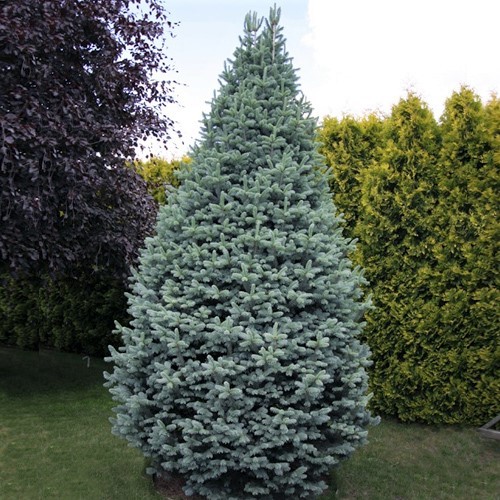 abies_lasiocarpa1-50