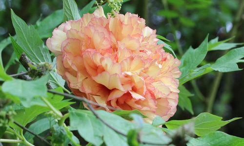 скрусдидлеапшес2