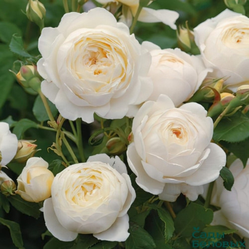 клер остин роза