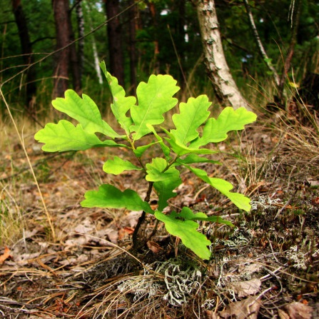 дуб сааженец