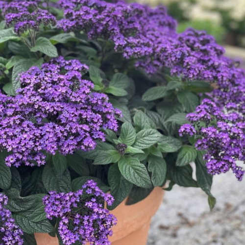 heliotropium_honey_blue_-_yvonnes_picture_1220x1496