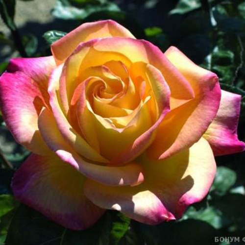 Роза чайно-гибридная Pullman Orient Express "Восточный экспресс" : С5