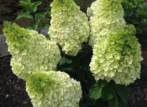 gortenziya-metelchataya-medzhikal-kilimanjaro