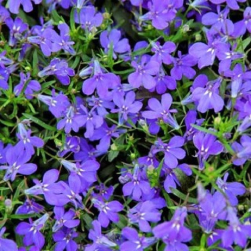 ривьера марин блю лобелия