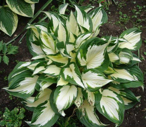 файер энд айс