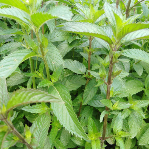 1621065303_56-p-myata-dlinnolistnaya-foto-66