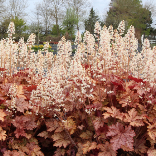 Гейхерелла Honey Rose