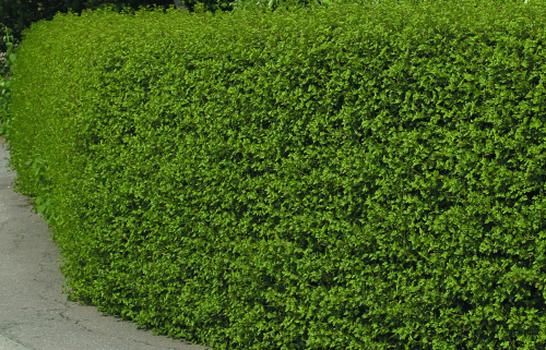 смородина альпийская