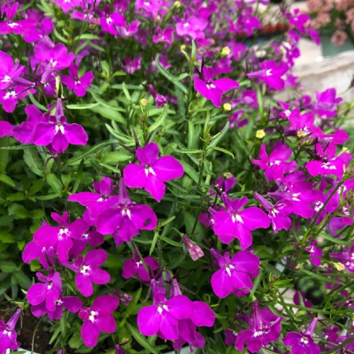 лобелия ревьера роуз