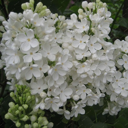 сирень экселент