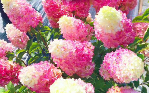 d17a46185ddb8e830204dfb7e0bb1e53