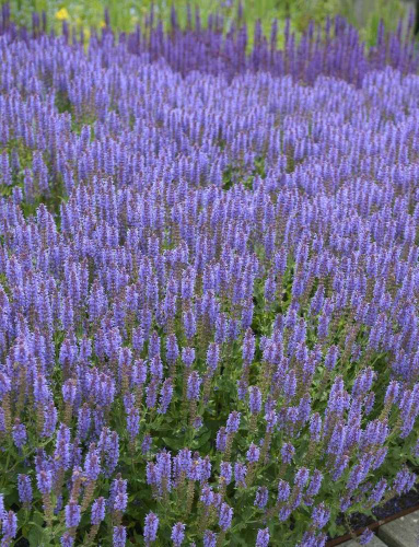 shalfei-dubravnyi-blauhugel