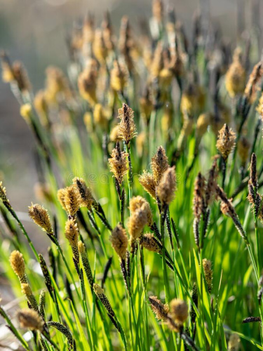 acuta-осокы-широко-известный-как-общая-осока-черного-осоки-или-гладкая-182931597