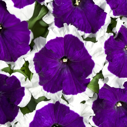 петуния мистарл синяя