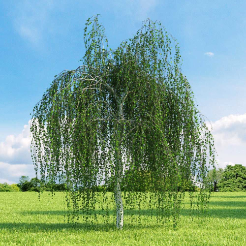 Береза повислая Betula pendula : C5/7,5