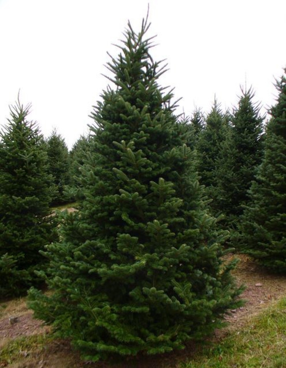 Ель колючая